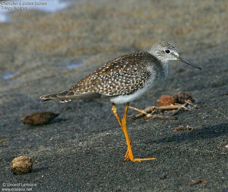 Lesser Yellowlegs