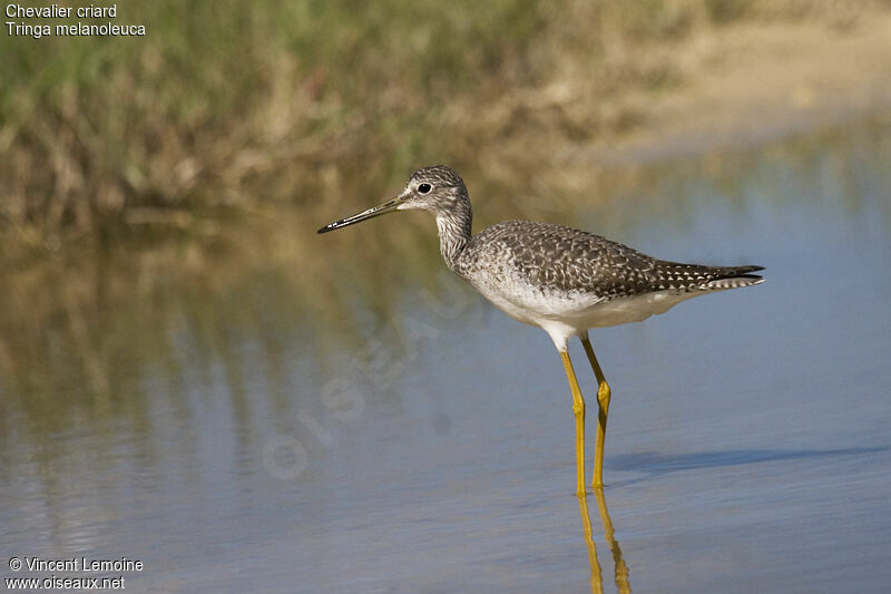 Greater Yellowlegs