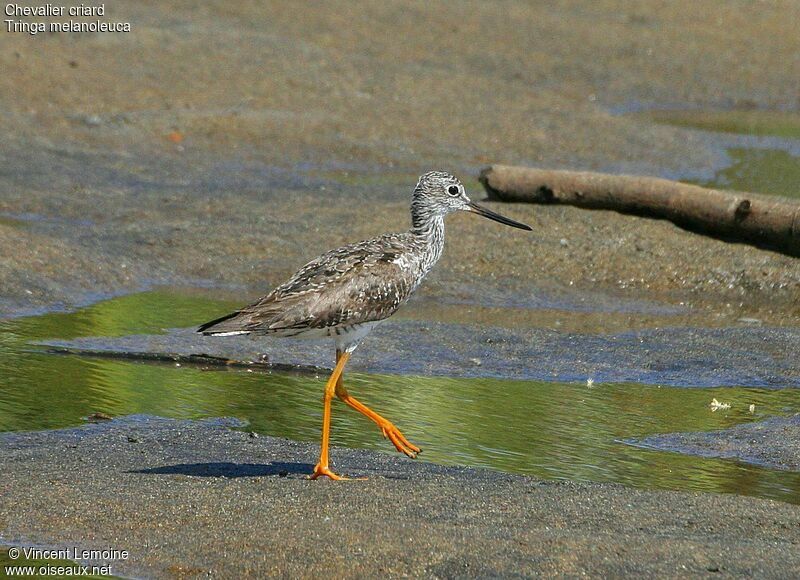 Greater Yellowlegs