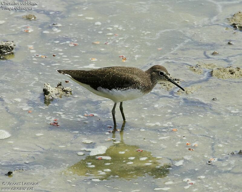 Green Sandpiper