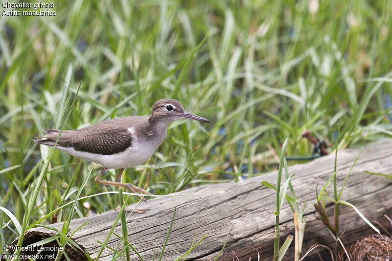 Spotted Sandpiper