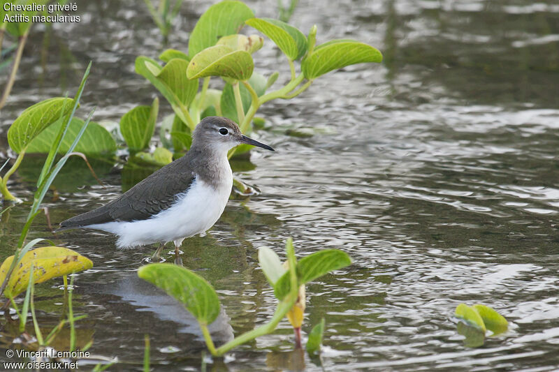 Spotted Sandpiper