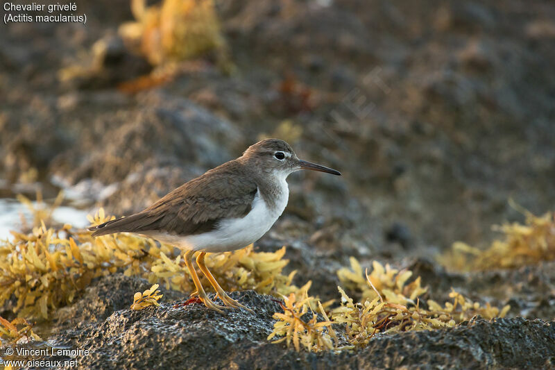 Spotted Sandpiper, close-up portrait