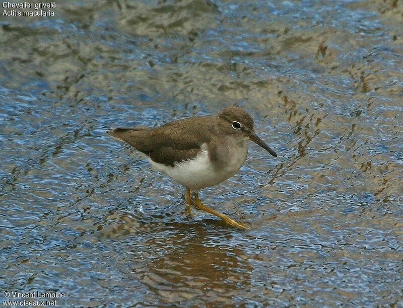 Spotted Sandpiper