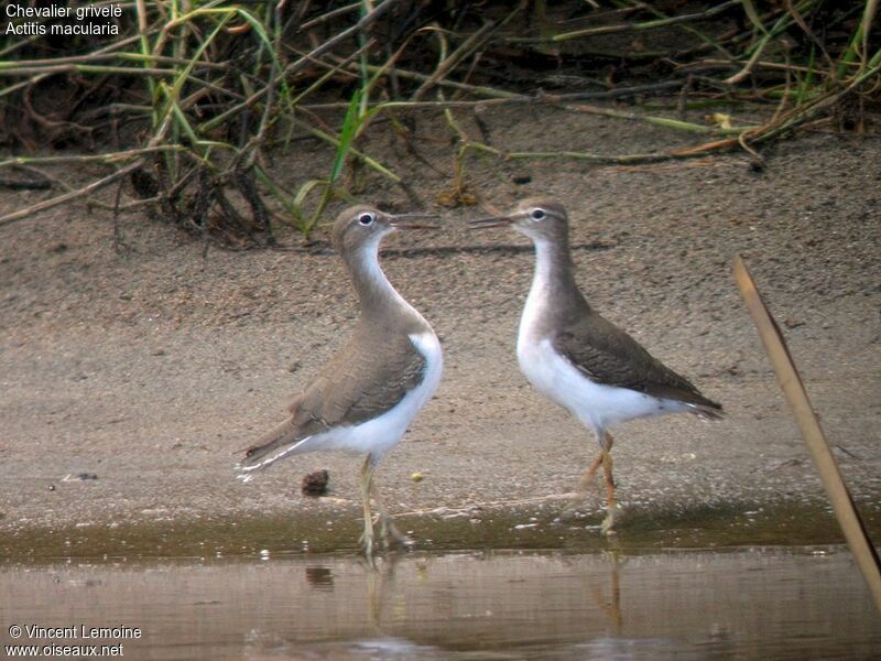 Spotted Sandpiper