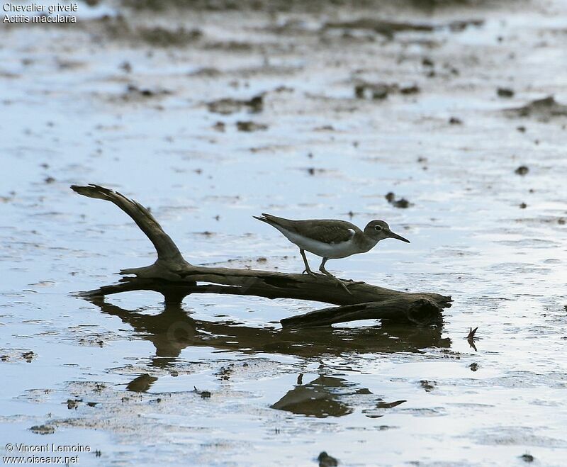 Spotted Sandpiper