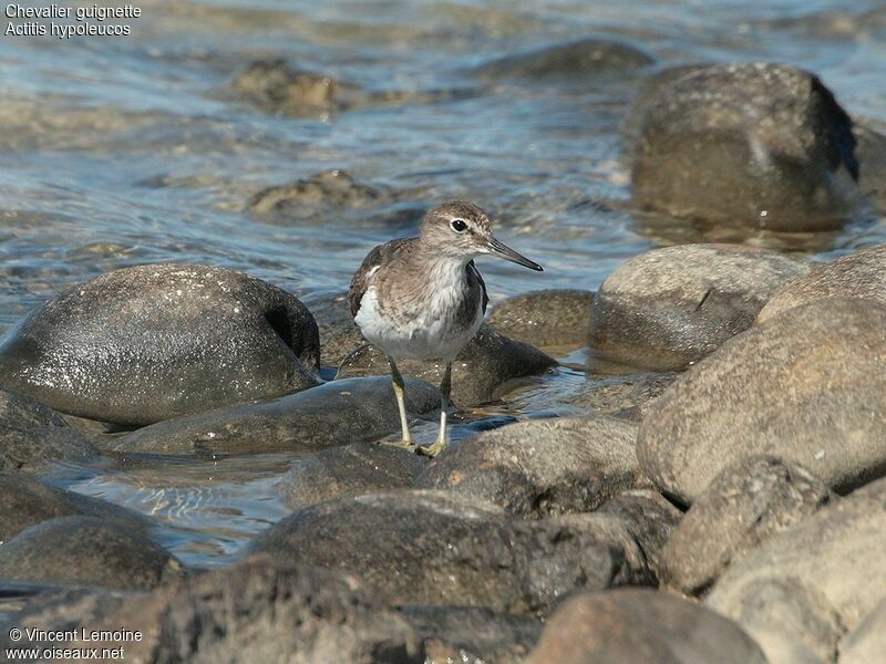 Chevalier guignette, identification