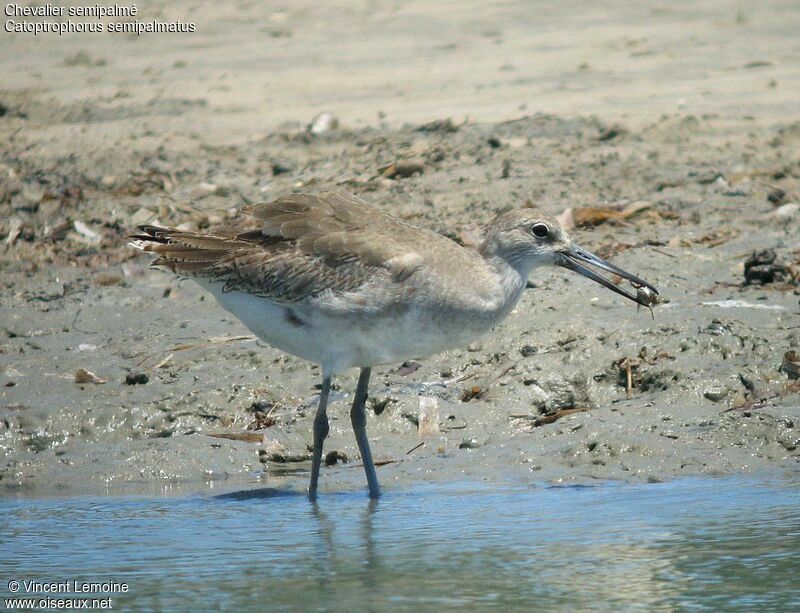 Willet