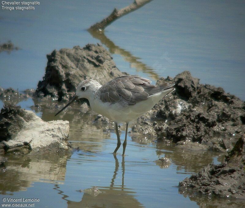 Marsh Sandpiper