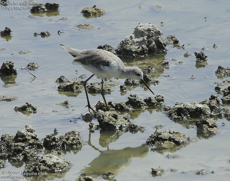 Marsh Sandpiper