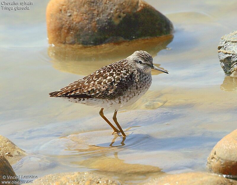 Wood Sandpiper