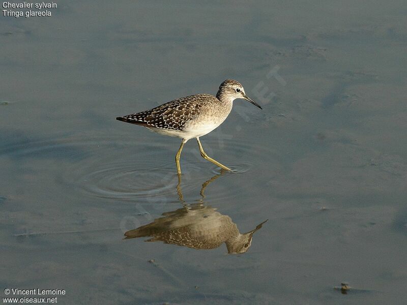 Wood Sandpiper