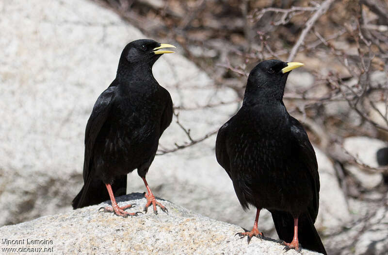 Alpine Choughadult breeding