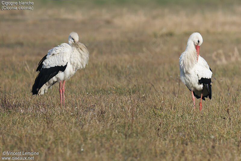 White Storkadult, close-up portrait