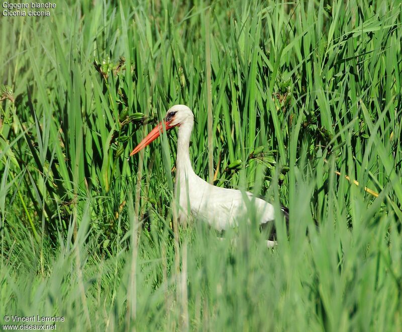 Cigogne blancheadulte