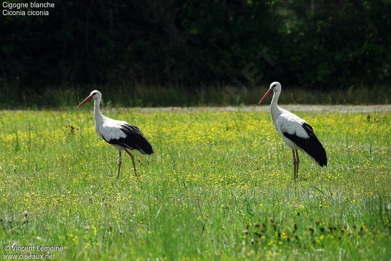 White Stork