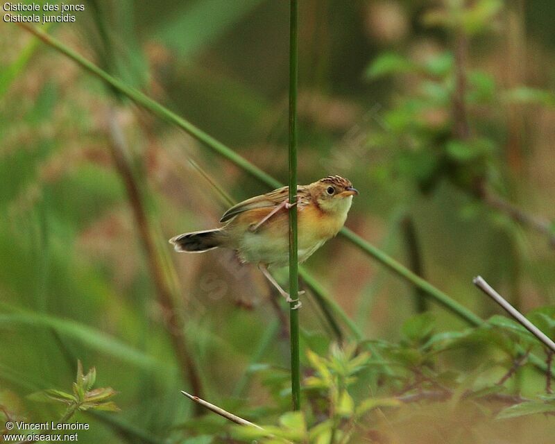 Zitting Cisticola