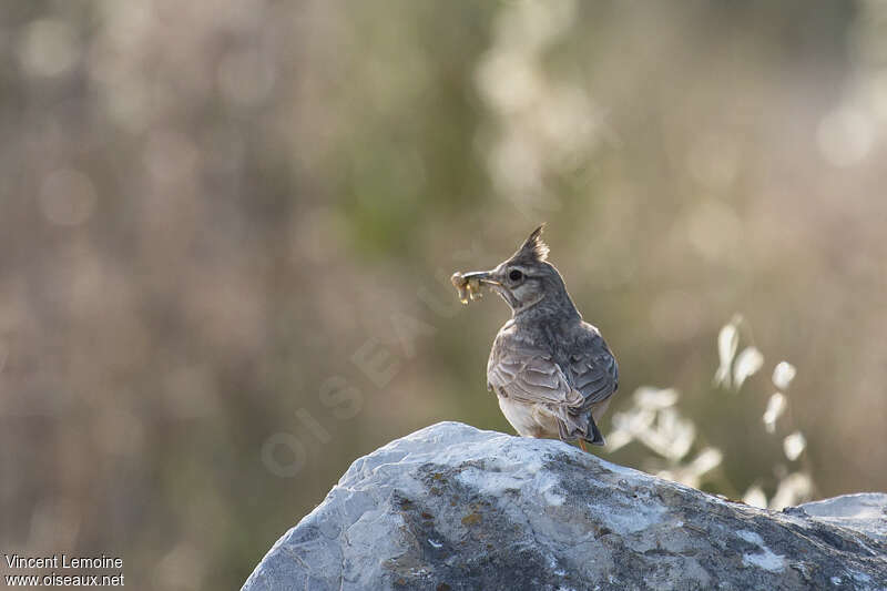 Cochevis huppéadulte, habitat, régime, Nidification