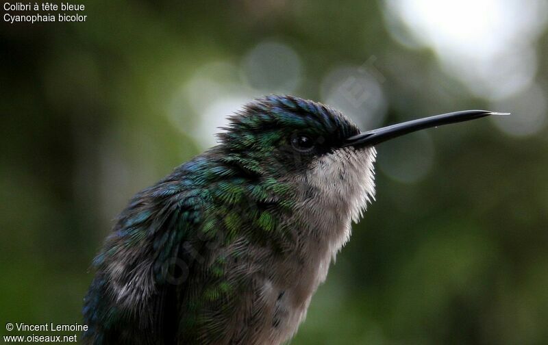 Blue-headed Hummingbird female adult