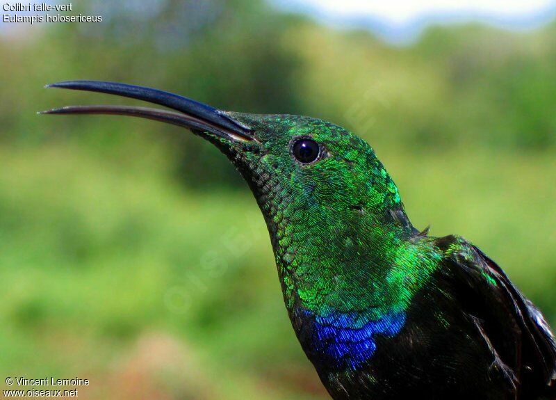 Colibri falle-vert