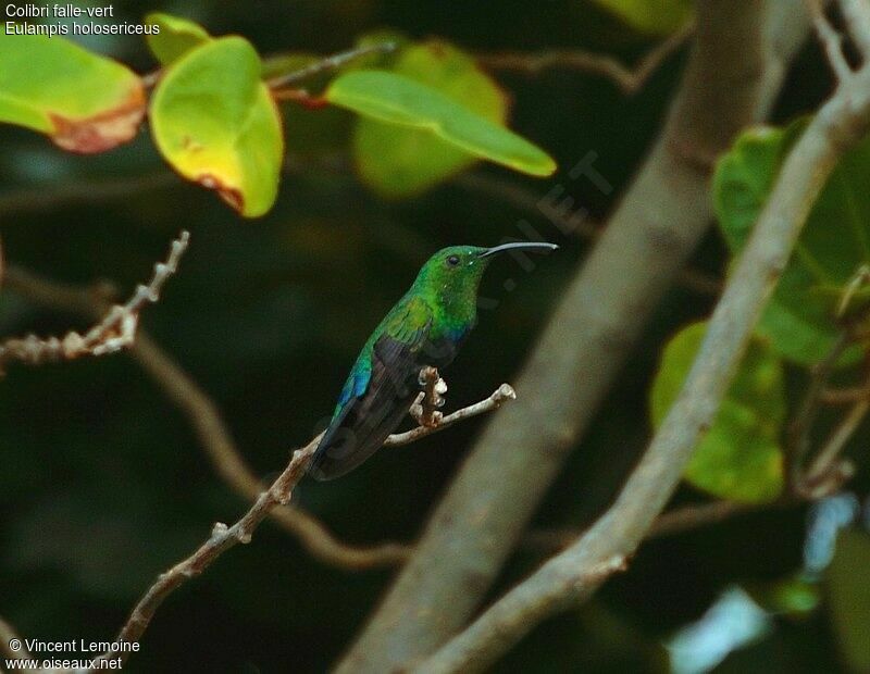 Green-throated Caribadult