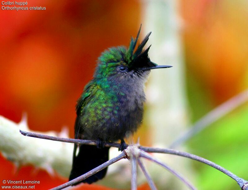 Colibri huppé mâle adulte