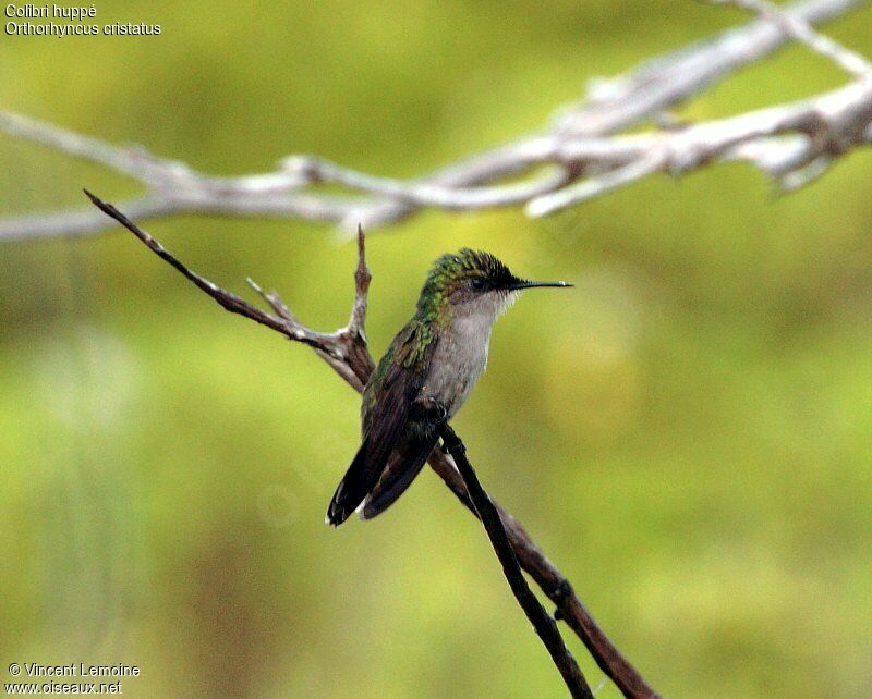 Colibri huppé femelle adulte