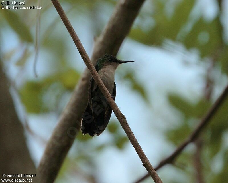 Antillean Crested Hummingbird female adult