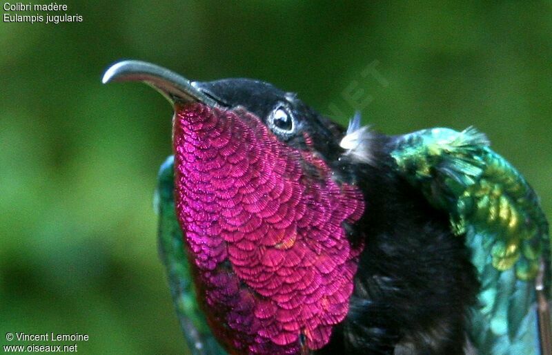 Purple-throated Carib