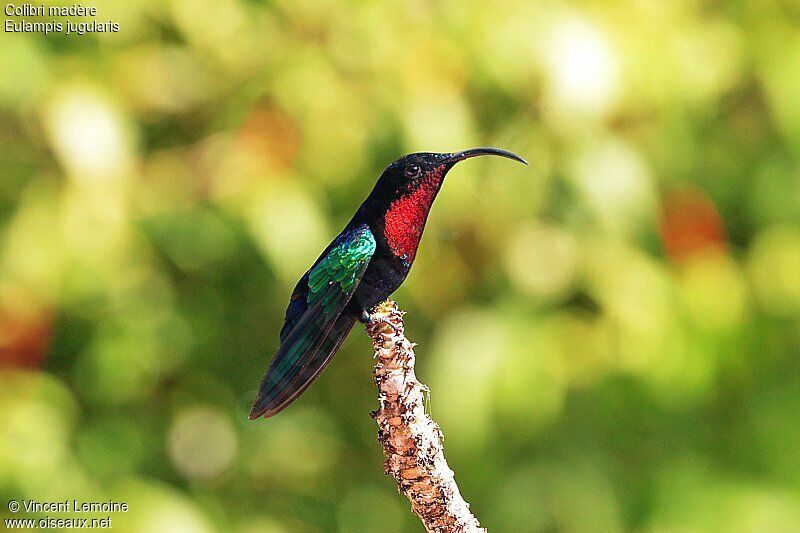 Purple-throated Caribadult