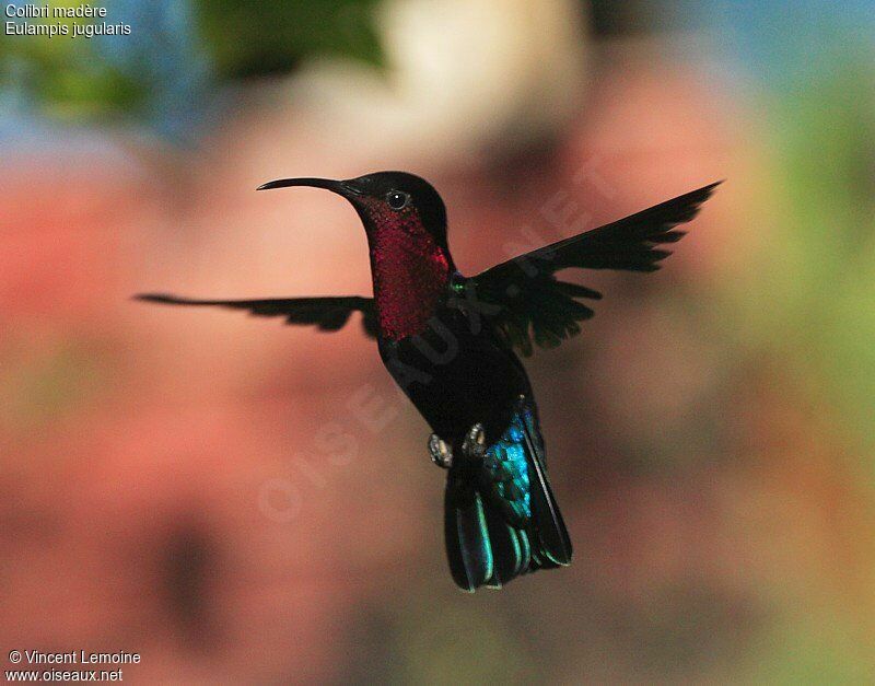 Purple-throated Caribadult