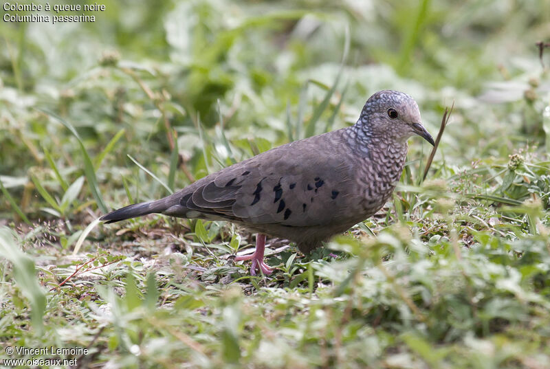 Common Ground Dove male adult