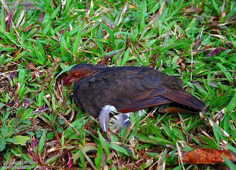 Colombe rouviolette femelle adulte