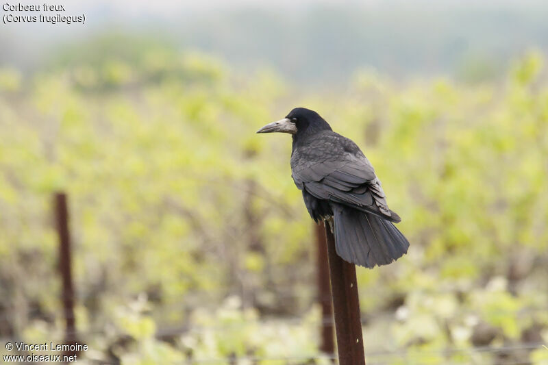 Corbeau freux