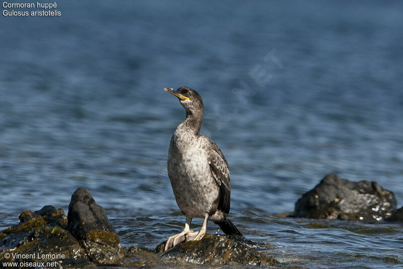 Cormoran huppéimmature