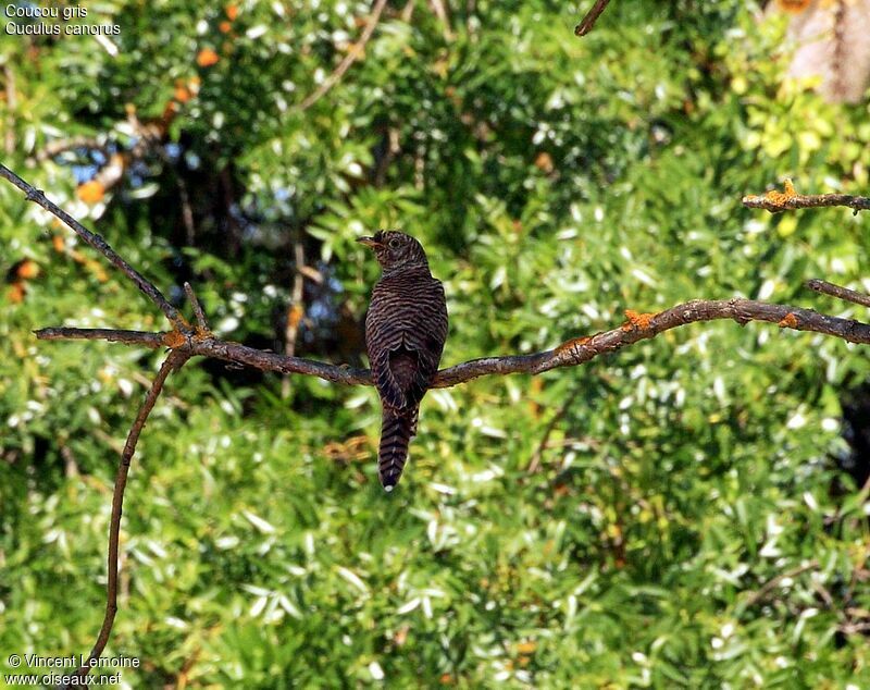 Common Cuckoo