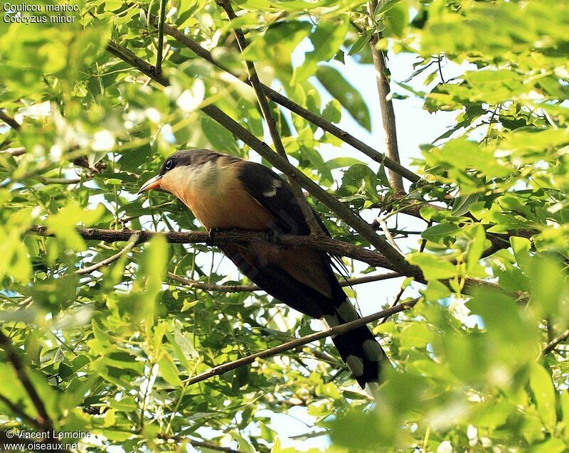 Mangrove Cuckooadult