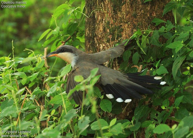 Mangrove Cuckoo