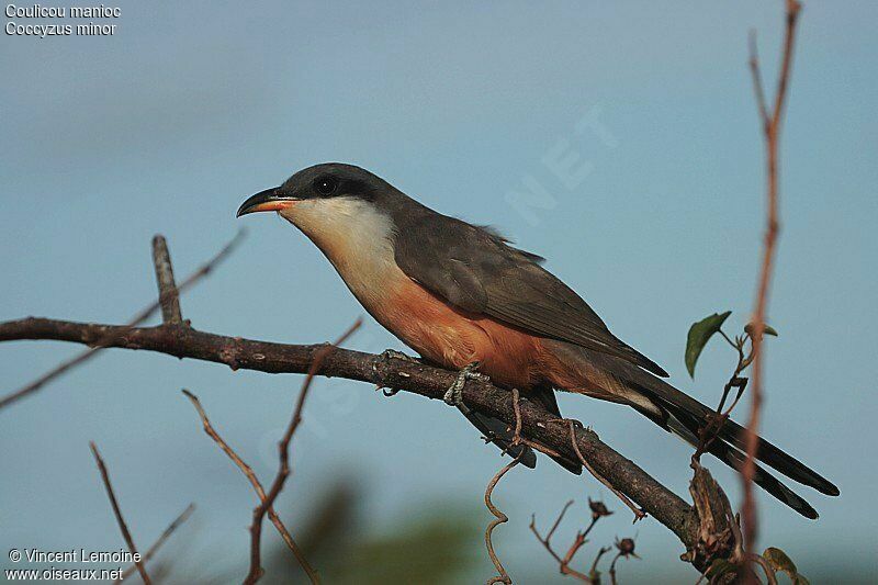 Mangrove Cuckooadult