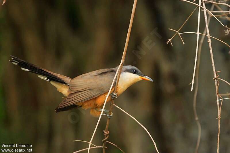 Mangrove Cuckooadult, identification