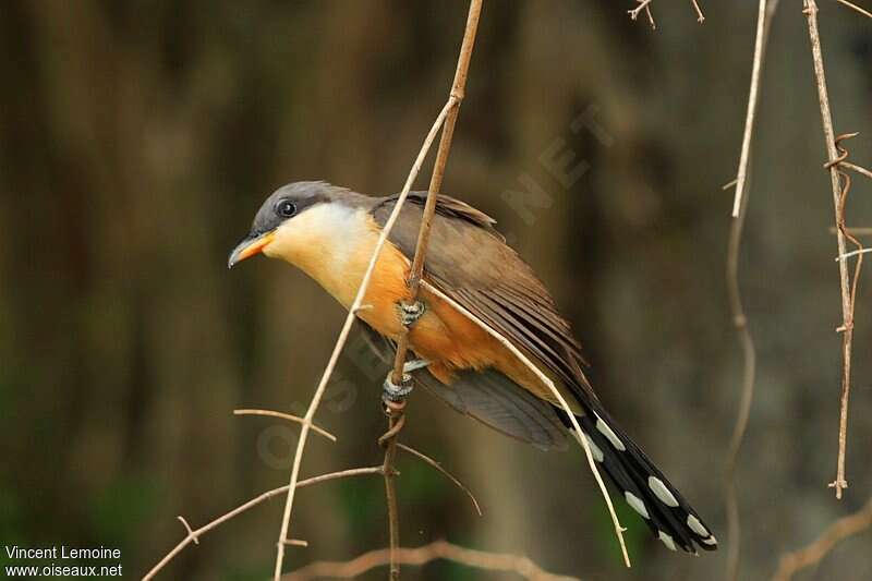 Mangrove Cuckooadult, identification