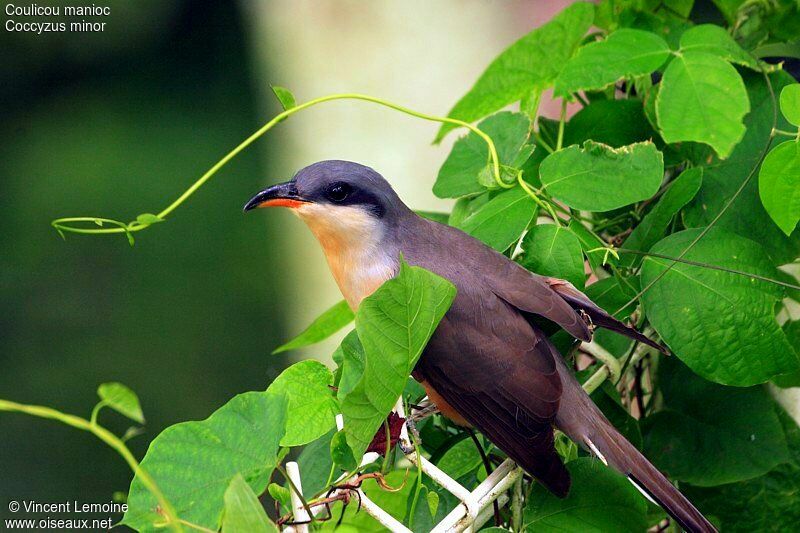 Mangrove Cuckooadult