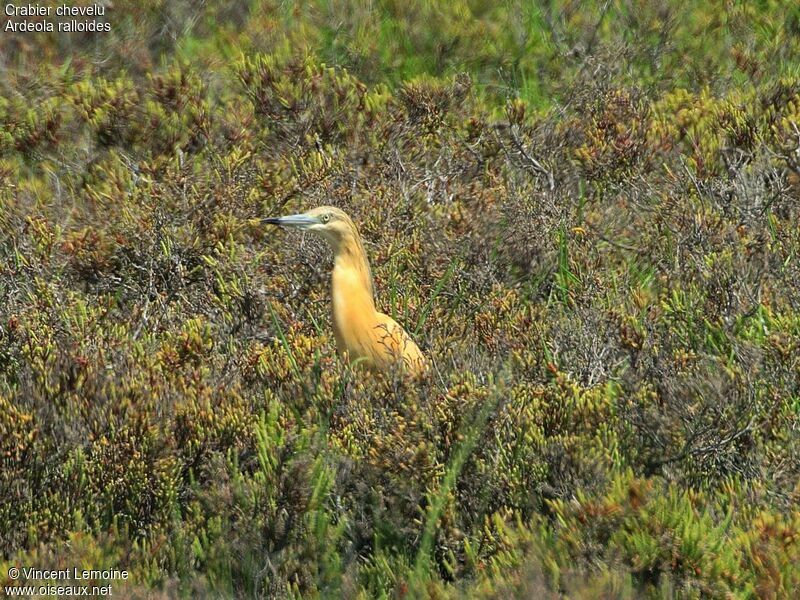 Squacco Heron