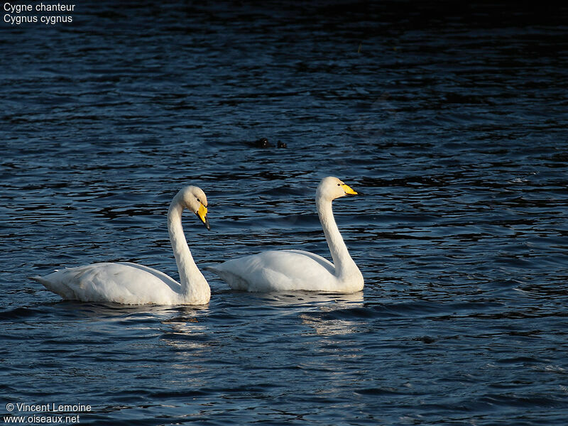 Whooper Swan