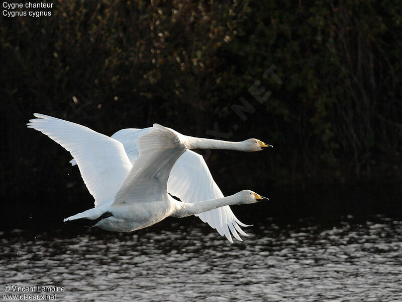 Whooper Swan