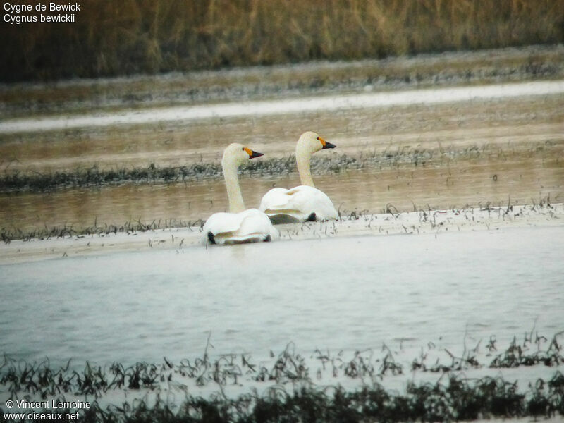 Tundra Swan