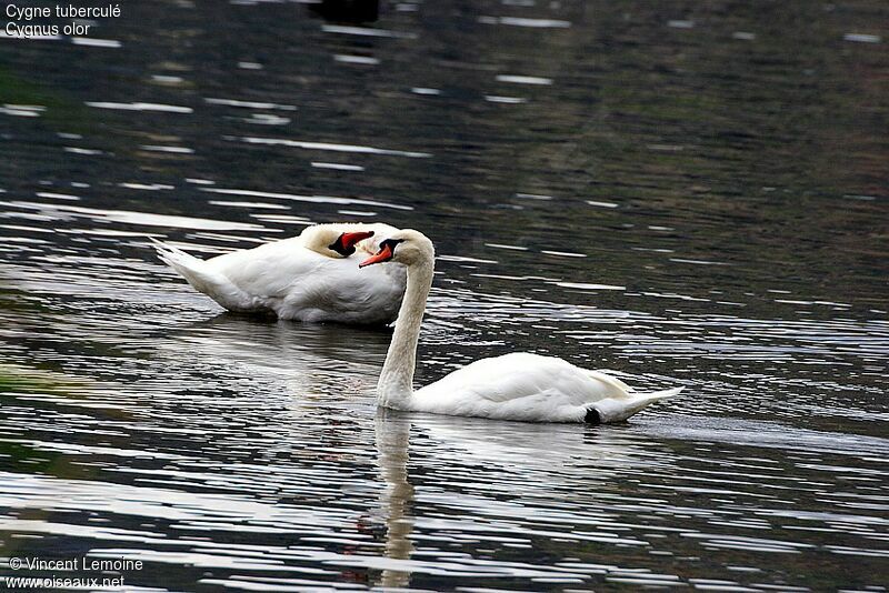 Cygne tuberculé