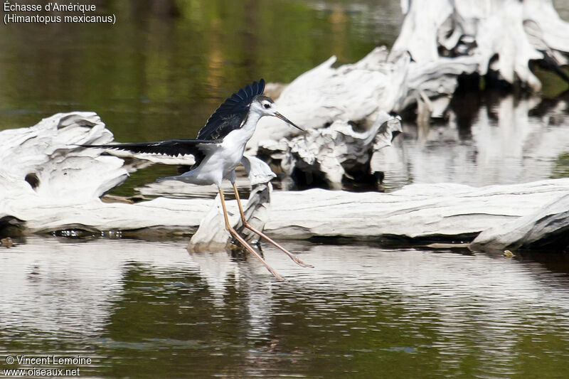 Black-necked Stiltimmature