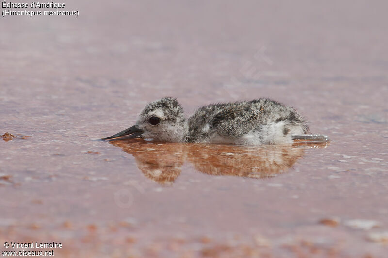 Black-necked StiltPoussin