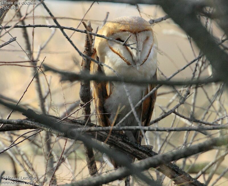 Western Barn Owl